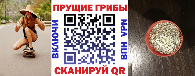 Галлюциногенные грибы Psilocybe Курчалой